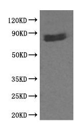 Western blot analysis of extracts from 293 cells and using b-catenin Antibody.