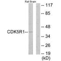 Western blot analysis of extracts from rat brain cells, using CDK5R1 antibody.