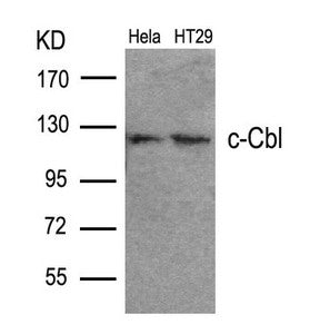 Western blot analysis of extracts from Hela and HT29 cells using c-Cbl(Ab-700) Antibody.