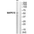 Western blot analysis of extracts from HeLa cells, 293 cells and Jurkat cells, using MAPK10 antibody.