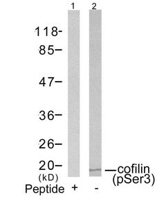 Western blot analysis of extracts from COLO205 cells using cofilin(Phospho-Ser3) Antibody(Lane 2) and the same antibody preincubated with blocking peptide(Lane1).