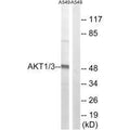 Western blot analysis of extracts from A549 cells, using AKT1/3 (Ab-437/434) antibody.