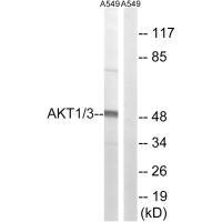 Western blot analysis of extracts from A549 cells, using AKT1/3 (Ab-437/434) antibody.