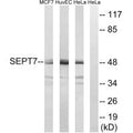 Western blot analysis of extracts from MCF-7 cell, HuvEc cells and HeLa cells, using SEPT7 antibody.