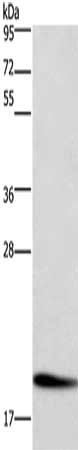 Gel: 10%SDS-PAGE, Lysate: 40 ug, Lane: Raji cells, Primary antibody: CSB-PA933261(CFL1 Antibody) at dilution 1/600, Secondary antibody: Goat anti rabbit IgG at 1/8000 dilution, Exposure time: 20 seconds