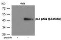 Western blot analysis of extracts from Hela cells using p47 phox (Phospho-Ser359) Antibody.The lane on the left is treated with the antigen-specific peptide.