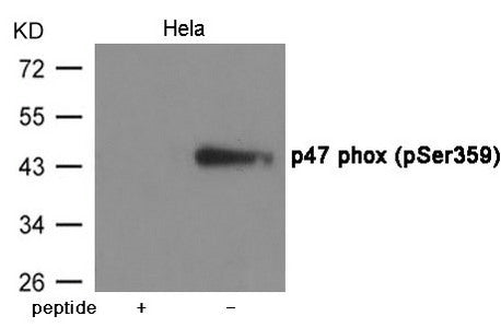 Western blot analysis of extracts from Hela cells using p47 phox (Phospho-Ser359) Antibody.The lane on the left is treated with the antigen-specific peptide.