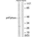 Western blot analysis of extracts from HepG2 cells, treated with TNF (20ng/ml, 5mins), using p47 phox (Ab-345) antibody.
