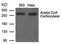 Western blot analysis of extracts from 293 and Hela cells using Acetyl CoA Carboxylase Antibody.