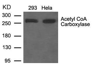 Western blot analysis of extracts from 293 and Hela cells using Acetyl CoA Carboxylase Antibody.