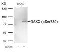 Western blot analysis of extracts from K562 cells untreated (lane 1) or treated with serum (lane 2)  using DAXX (Phospho-Ser739) Antibody.
