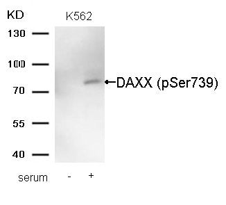 Western blot analysis of extracts from K562 cells untreated (lane 1) or treated with serum (lane 2)  using DAXX (Phospho-Ser739) Antibody.