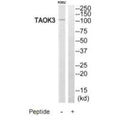 Western blot analysis of extracts from K562 cells, using TAOK3 antibody.