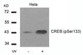 Western blot analysis of extracts from Hela cells untreated or treated with UV using CREB(Phospho-Ser133) Antibody.