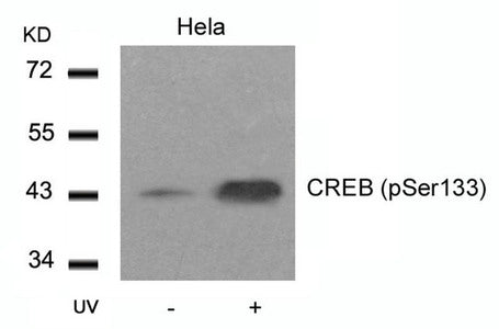 Western blot analysis of extracts from Hela cells untreated or treated with UV using CREB(Phospho-Ser133) Antibody.