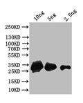 Western Blot
Positive WB detected in: recombinant protein
All lanes: AGO4 Antibody at 1:1000
Secondary
Goat polyclonal to rabbit IgG at 1/50000 dilution
Predicted band size: 33 kDa
Observed band size: 33 kDa