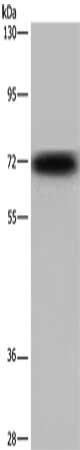 Gel: 6%SDS-PAGE, Lysate: 40 ug, Lane: Mouse heart tissue, Primary antibody: CSB-PA936150(KCND3 Antibody) at dilution 1/700, Secondary antibody: Goat anti rabbit IgG at 1/8000 dilution, Exposure time: 30 seconds