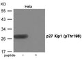Western blot analysis of extracts from Hela cells using p27 Kip1 (Phospho-Thr198) Antibody.The lane on the right is treated with the antigen-specific peptide.
