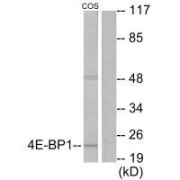 Western blot analysis of extracts from COS7 cells, treated with EGF (200ng/ml, 30mins), using 4E-BP1 (Ab-69) antibody.