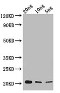 Western Blot
Positive WB detected in: recombinant protein
All lanes: NUP62 Antibody at 1:1000
Secondary
Goat polyclonal to rabbit IgG at 1/50000 dilution
Predicted band size: 18 kDa
Observed band size: 22 kDa