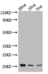 Western Blot
Positive WB detected in: recombinant protein
All lanes: NUP62 Antibody at 1:1000
Secondary
Goat polyclonal to rabbit IgG at 1/50000 dilution
Predicted band size: 18 kDa
Observed band size: 22 kDa