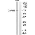Western blot analysis of extracts from HuvEc cells, using CAPN9 antibody.