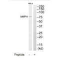 Western blot analysis of extracts from HeLa cells, using AMPH antibody.