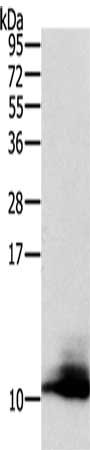 Gel: 12%SDS-PAGE, Lysate: 50 ug, Lane: 293T cells, Primary antibody: CSB-PA937680(CCL13 Antibody) at dilution 1/400, Secondary antibody: Goat anti rabbit IgG at 1/8000 dilution, Exposure time: 10 seconds