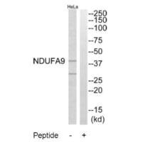 Western blot analysis of extracts from HeLa cells, using NDUFA9 antibody.