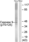 Western blot analysis of extracts from HeLa cells treated with TNF using Caspase 9 (Phospho-Thr125) Antibody.The lane on the right is treated with the antigen-specific peptide.