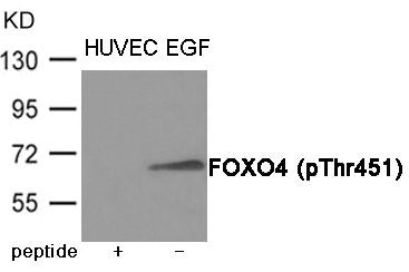 Western blot analysis of extracts from HUVEC cells treated with EGF using FOXO4 (Phospho-Thr451) Antibody.The lane on the left is treated with the antigen-specific peptide.
