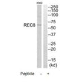 Western blot analysis of extracts from K562 cells, using REC8 antibody.