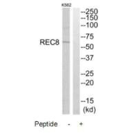 Western blot analysis of extracts from K562 cells, using REC8 antibody.
