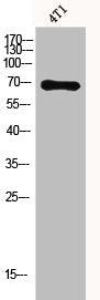 Western Blot analysis of 4T1 cells using Acetyl-Ku-70 (K331) Polyclonal Antibody