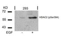 Western blot analysis of extracts from 293 cells untreated or treated with EGF using HDAC2(Phospho-Ser394) Antibody.