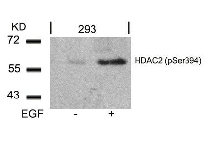Western blot analysis of extracts from 293 cells untreated or treated with EGF using HDAC2(Phospho-Ser394) Antibody.