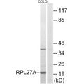 Western blot analysis of extracts from COLO cells, using RPL27A antibody.