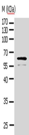 Gel: 10%SDS-PAGE, Lysate: 30 ug, Lane: NIH/3T3 cells, Primary antibody: CSB-PA942120(pan-AKT  Antibody) at dilution 1/500, Secondary antibody: Goat anti rabbit IgG at 1/8000 dilution, Exposure time: 10 minutes
