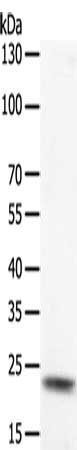 Gel: 10%SDS-PAGE, Lysate: 50 ug, Lane: Jurkat cells, Primary antibody: CSB-PA942227(PTP4A2 Antibody) at dilution 1/300, Secondary antibody: Goat anti rabbit IgG at 1/8000 dilution, Exposure time: 30 seconds