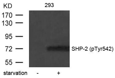 Western blot analysis of extracts from 293 cells untreated or treated with starvation using SHP-2(Phospho-Tyr542) Antibody.