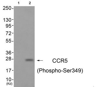 Western blot analysis of extracts from A549 cells (Lane 2), using CCR5 (Phospho-Ser349) Antibody. The lane on the left is treated with antigen-specific peptide.