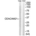 Western blot analysis of extracts from K562 cells, using CEACAM21 antibody.