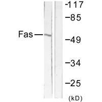Western blot analysis of extracts from LOVO cells, using Fas antibody.