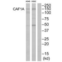 Western blot analysis of extracts from K562 cells and A549 cells, using CAF1A antibody.