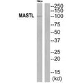 Western blot analysis of extracts from HeLa cells, using MASTL antibody.