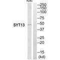 Western blot analysis of extracts from HuvEc cells, using SYT13 antibody.