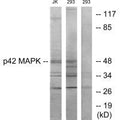Western blot analysis of extracts from Jurkat cells and 293 cells, using p42 MAPK antibody.