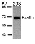 Western blot analysis of extracts from 293 cells using Paxillin(Ab-31) Antibody.