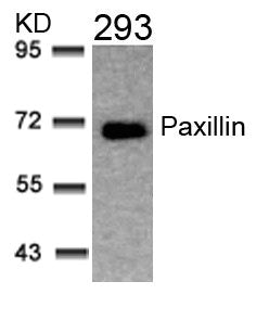 Western blot analysis of extracts from 293 cells using Paxillin(Ab-31) Antibody.