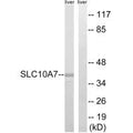 Western blot analysis of extracts from mouse liver cells, using SLC10A7 antibody.